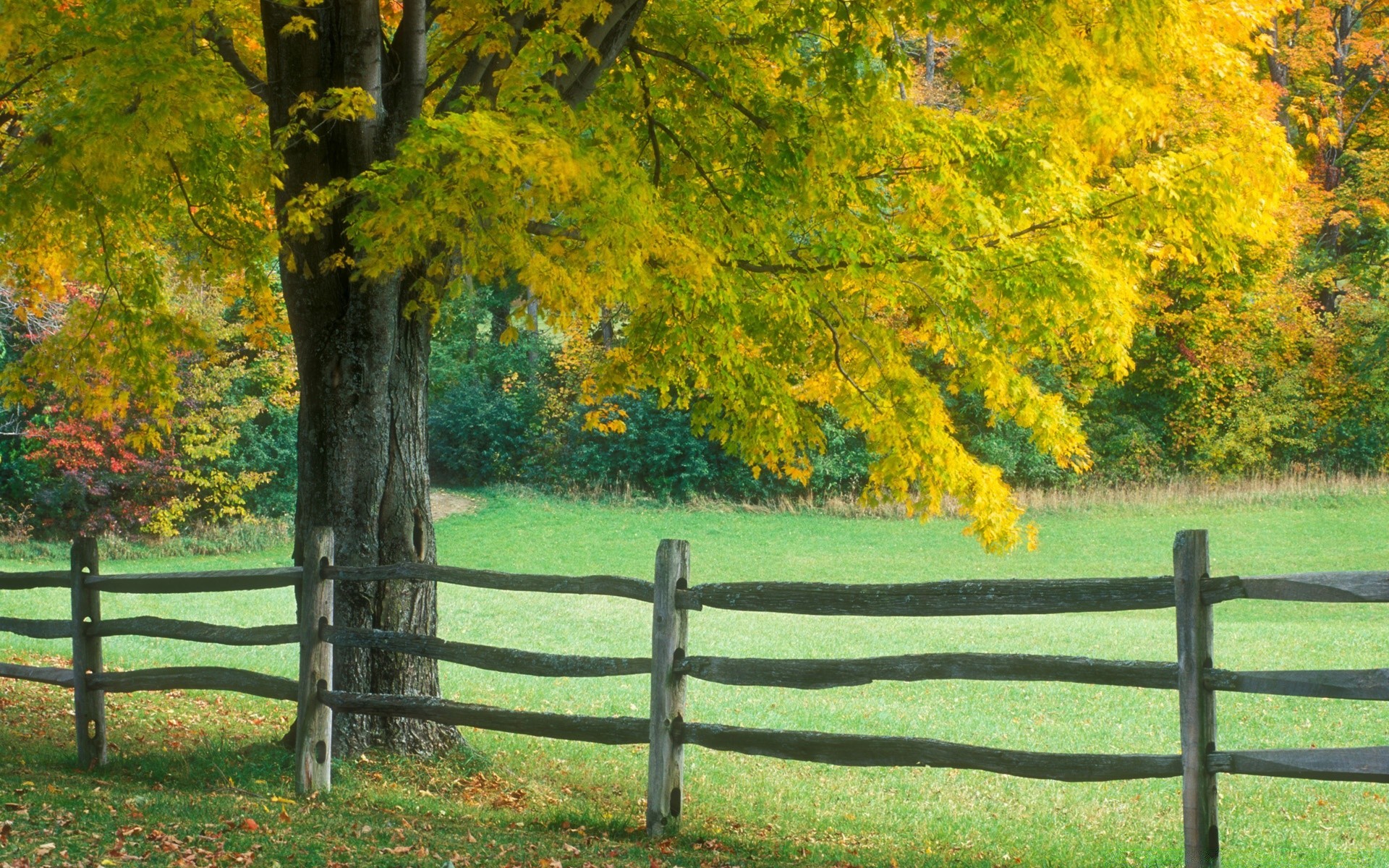 landscapes fall leaf tree nature landscape wood season fence rural grass outdoors park countryside fair weather scenic bright country scene summer