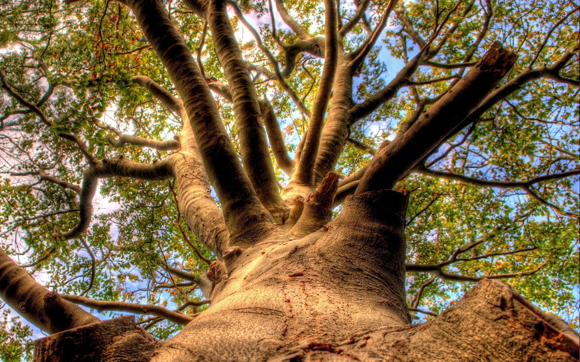 paesaggio albero legno natura parco foglia ramo flora tronco all aperto ambiente paesaggio bel tempo corteccia