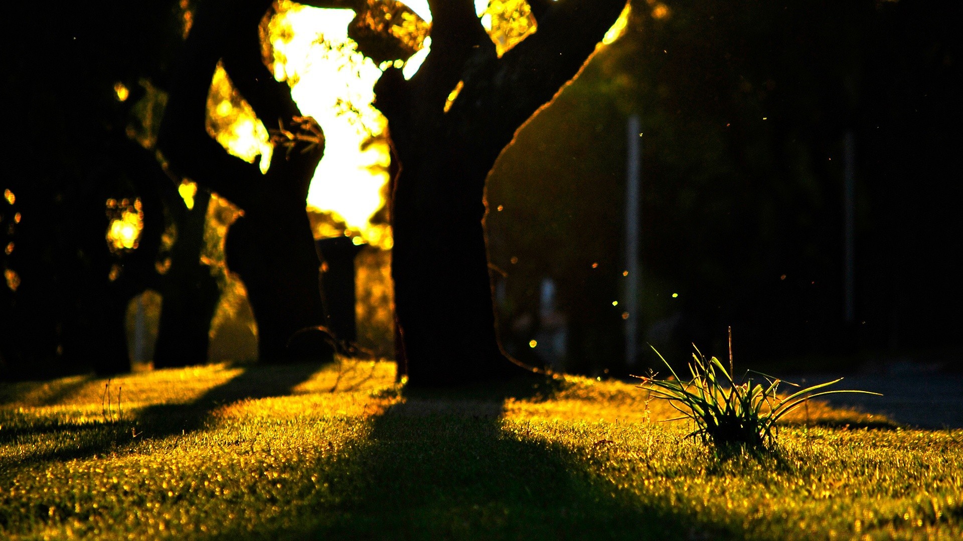 paysage lumière parc automne or paysage cimetière arbre coucher de soleil rétro-éclairé herbe soleil nature à l extérieur fleur ombre flou soir aube jardin