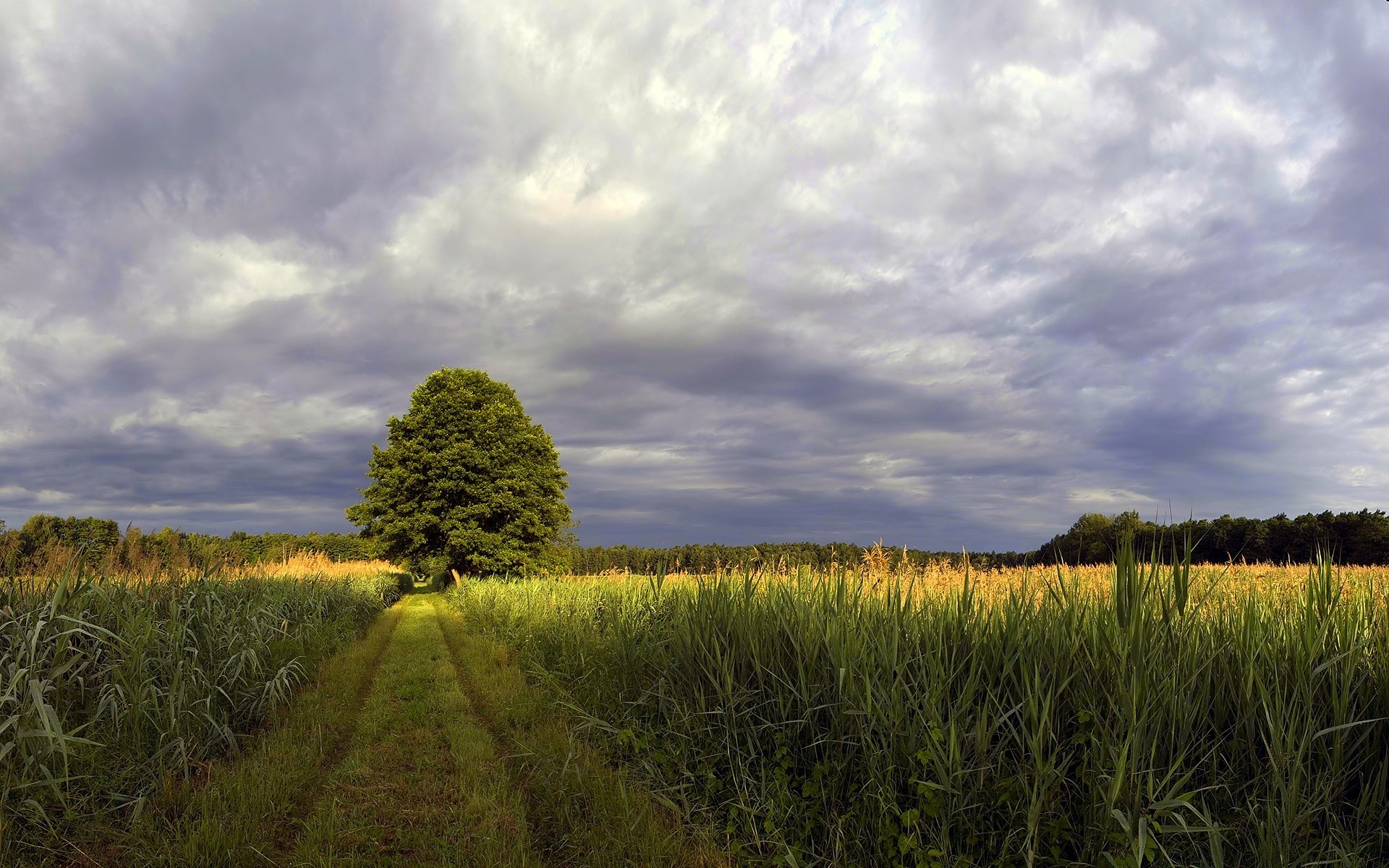 landschaft landschaft landwirtschaft himmel landschaft feld des ländlichen bauernhof bebautes land natur flocken im freien weide mais ernte weizen sommer gras sonne wolke