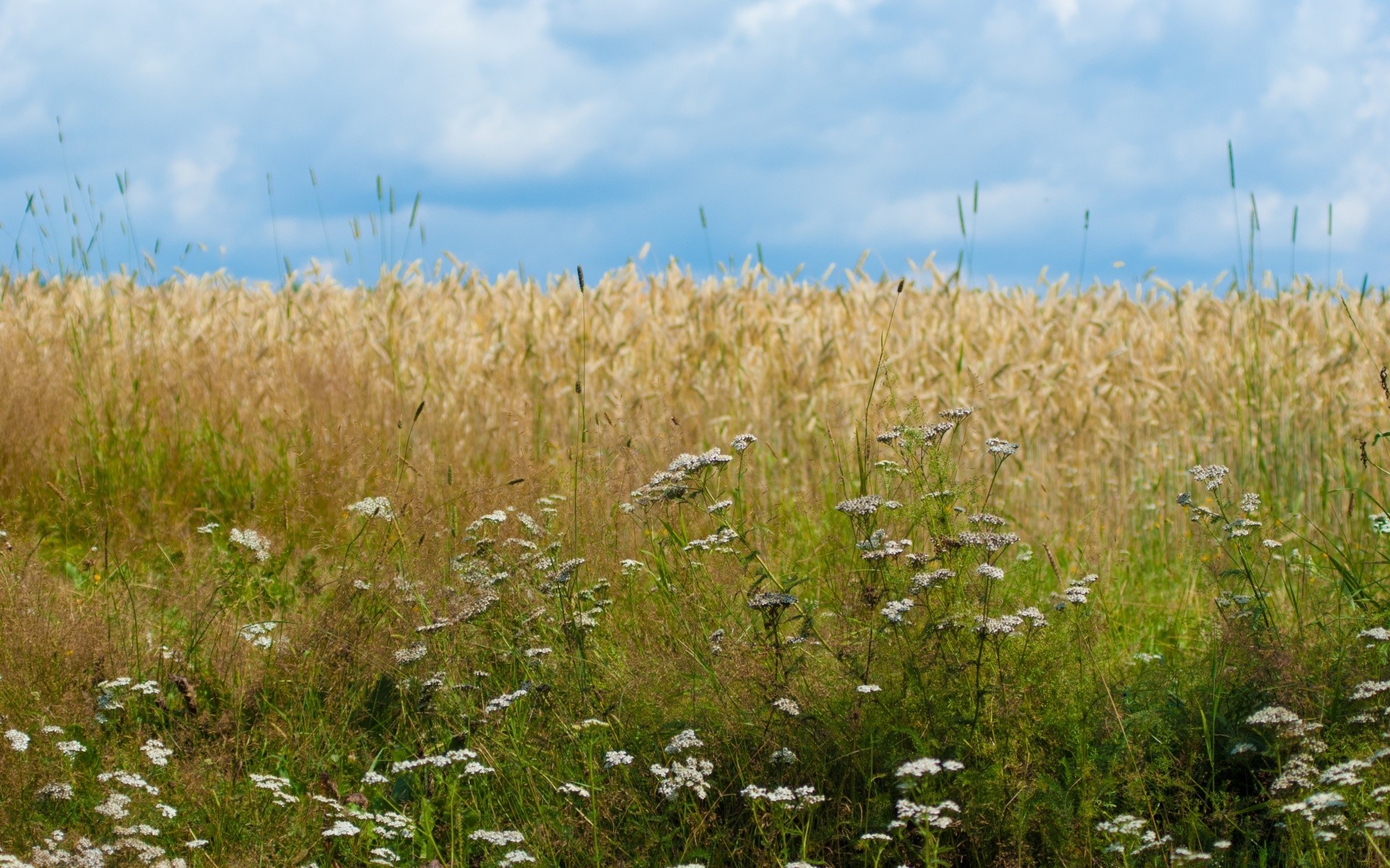 paesaggio natura estate rurale all aperto erba cielo fiocchi campagna bel tempo crescita sole paesaggio pascolo campo terreno agricolo luminoso selvaggio agricoltura grano