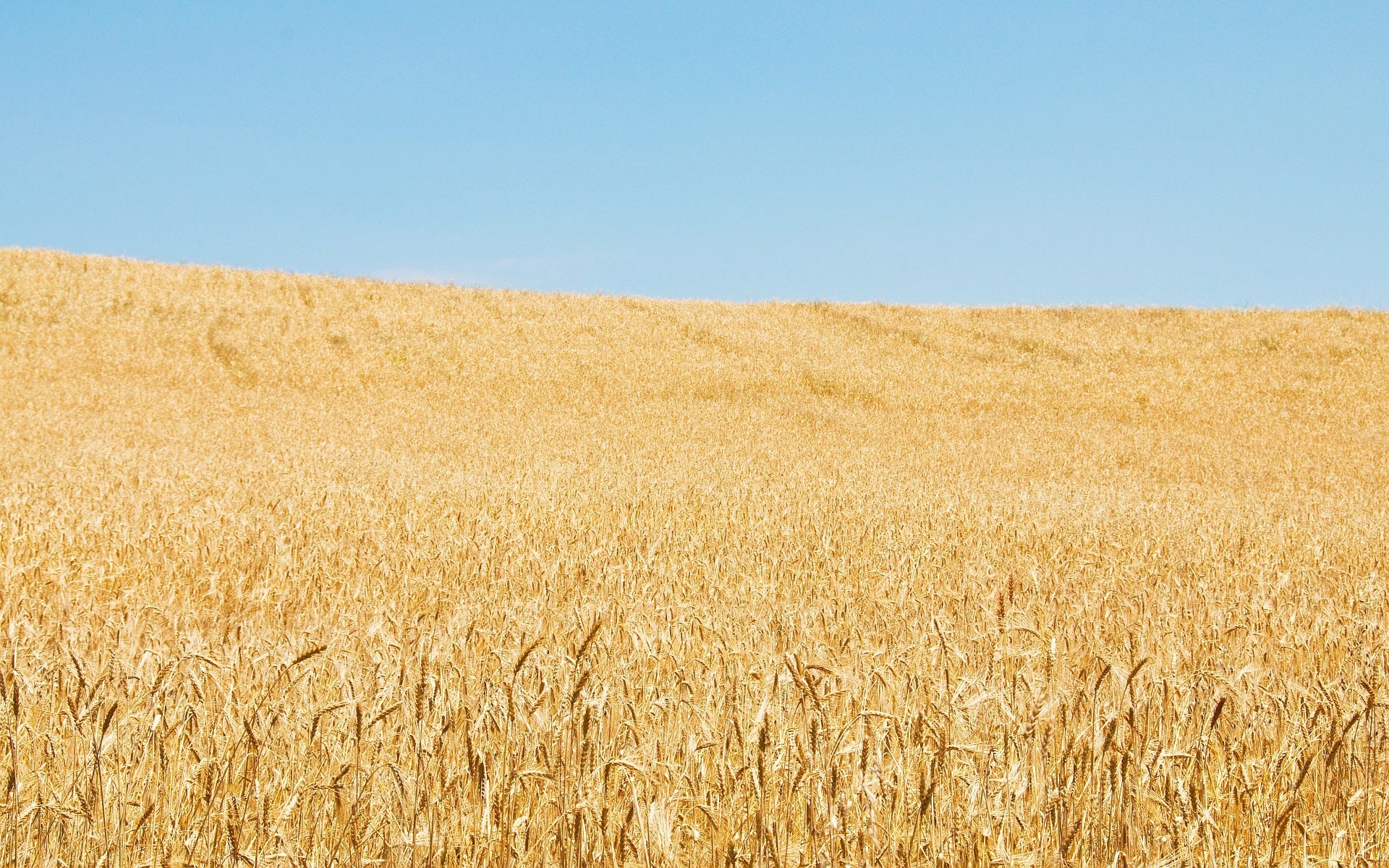 paisaje trigo cereales pan pasto centeno paja cosecha maíz rural agricultura cebada campo granja oro campo tierras de cultivo crecimiento semilla tierra cultivada