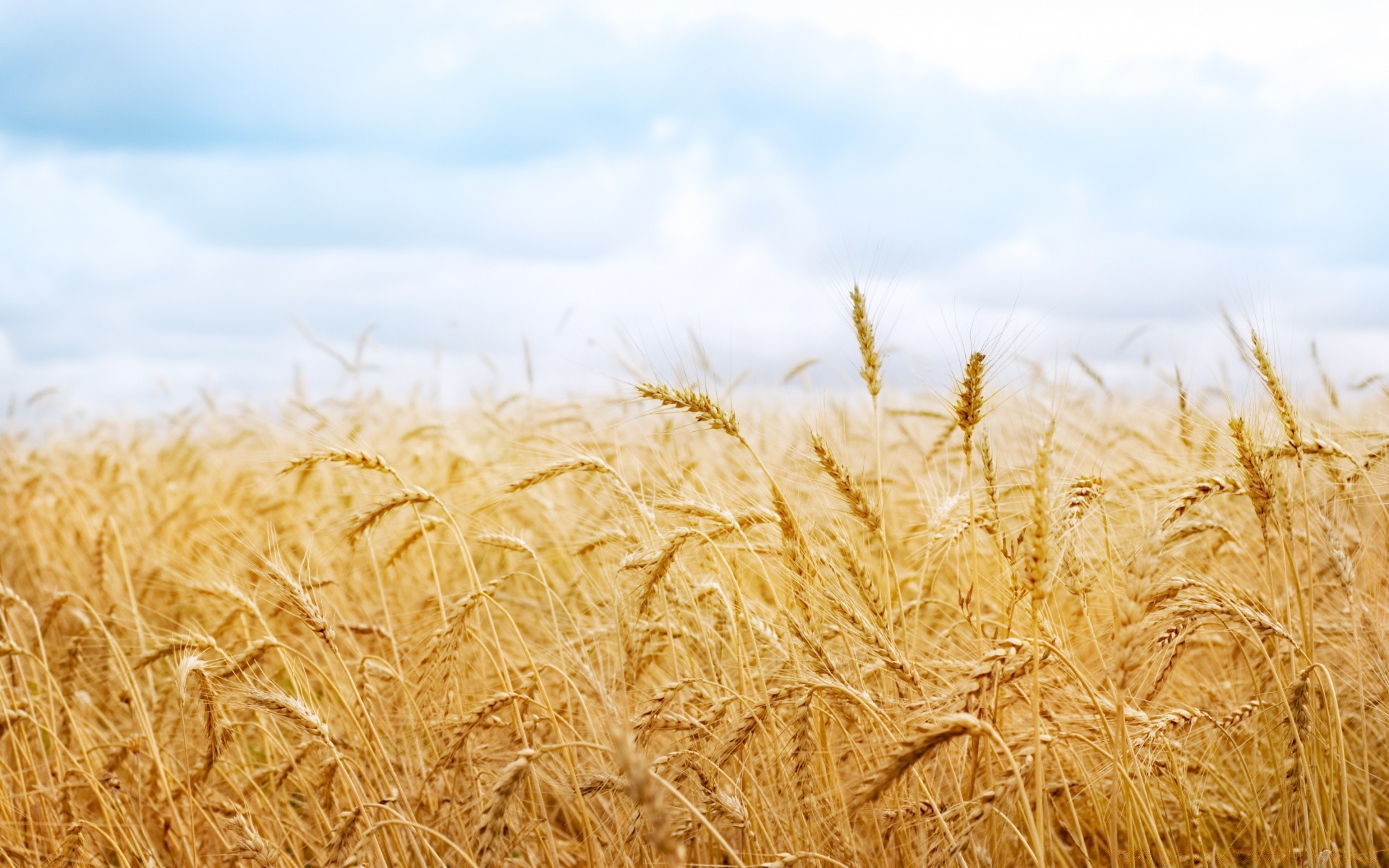 landschaft getreide weizen brot stroh mais des ländlichen raums weide roggen ernte gold gerste feld ackerland bauernhof samen landschaft landwirtschaft wachstum mehl fleisch