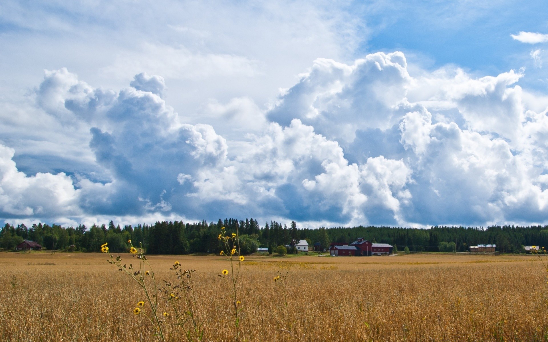 landscapes landscape agriculture sky field farm nature wheat rural outdoors pasture summer crop countryside tree cropland cloud daylight grass corn