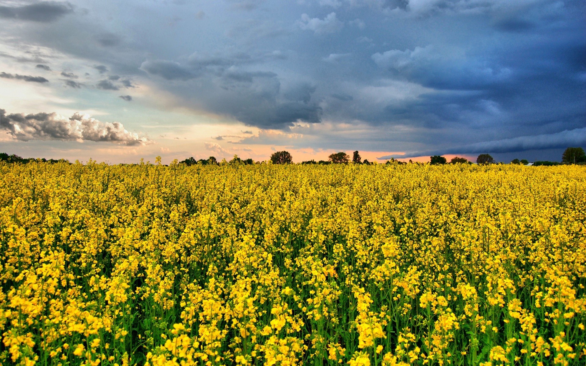 krajobrazy rolnictwo pole wiejskie krajobraz natura gospodarstwo kraj wieś sianokosy żniwa flora lato na zewnątrz kwiat niebo sezon środowisko gleba jasny