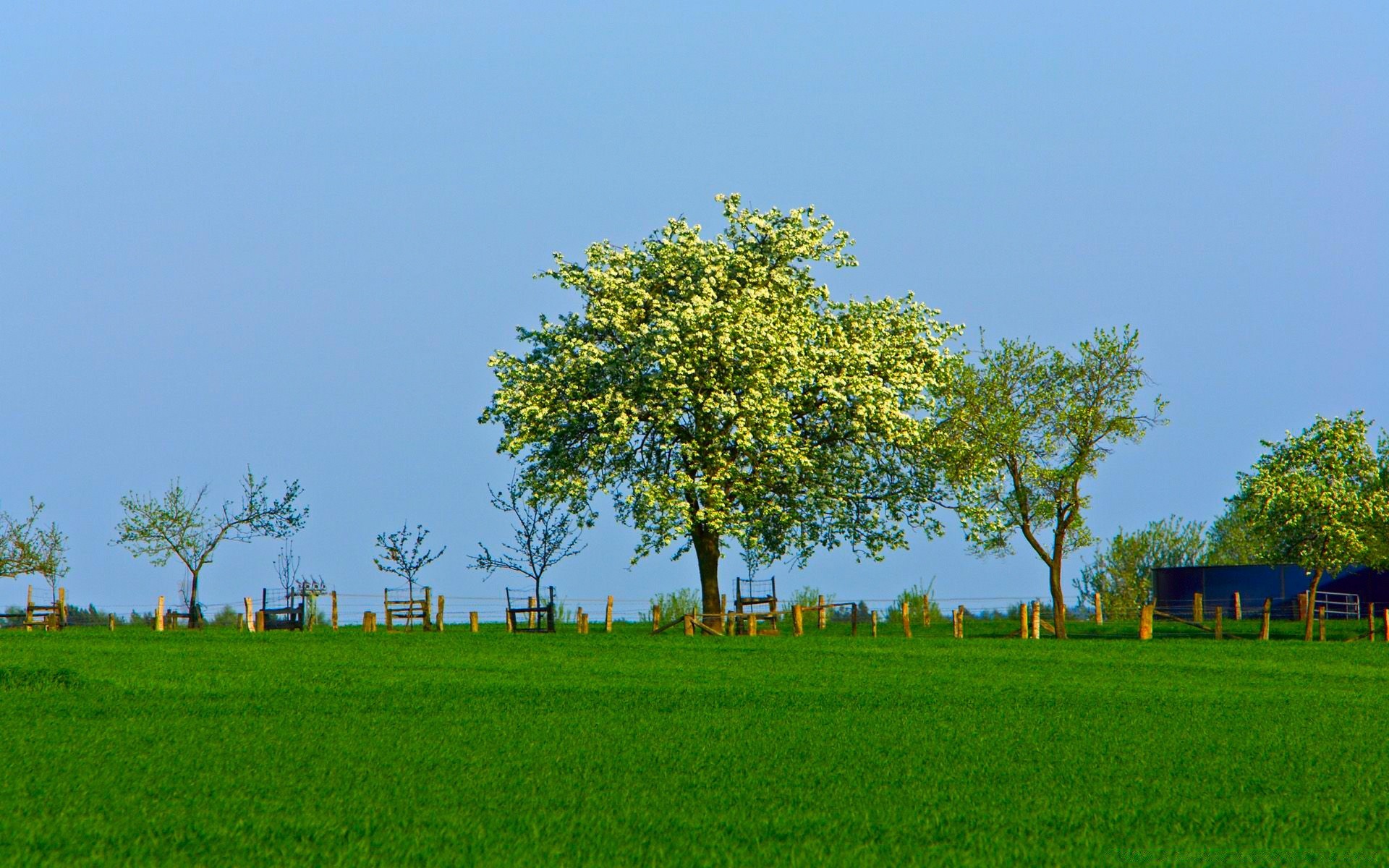 paesaggio albero paesaggio erba natura rurale campagna legno all aperto fieno estate agricoltura paese campo foglia cielo