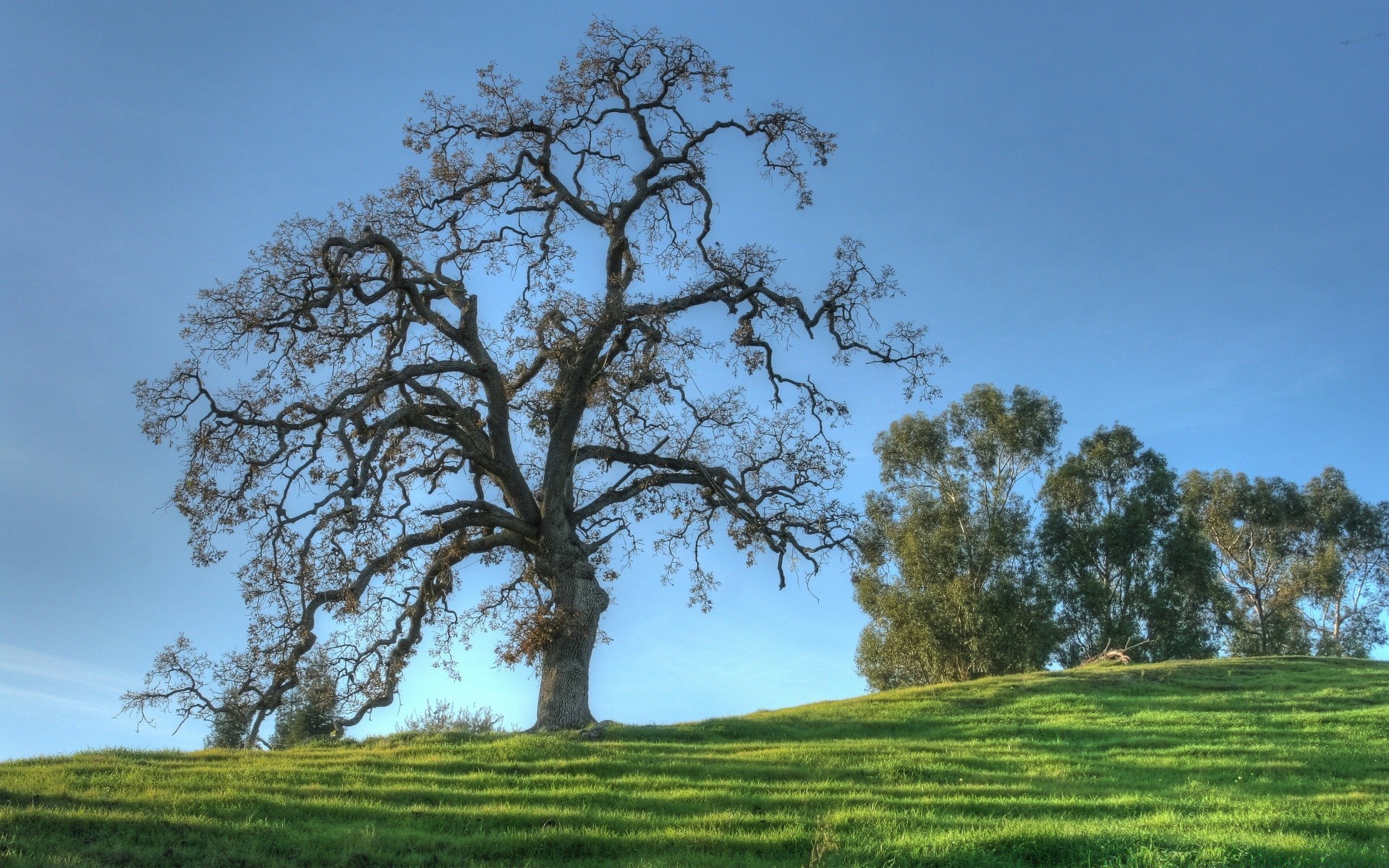 landscapes tree landscape grass nature rural oak hayfield countryside outdoors wood sky environment field scenic flora idyllic scene leaf alone