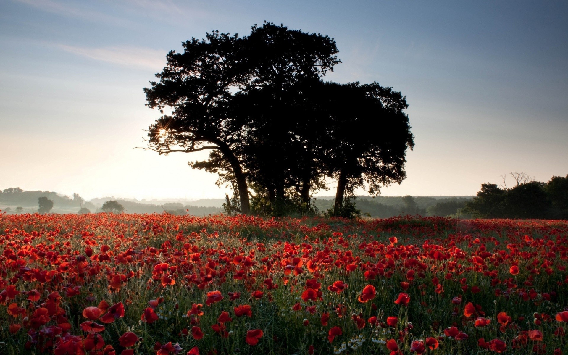 paesaggio poppy fiore paesaggio campo fieno all aperto albero terreno coltivato parco flora tulipano