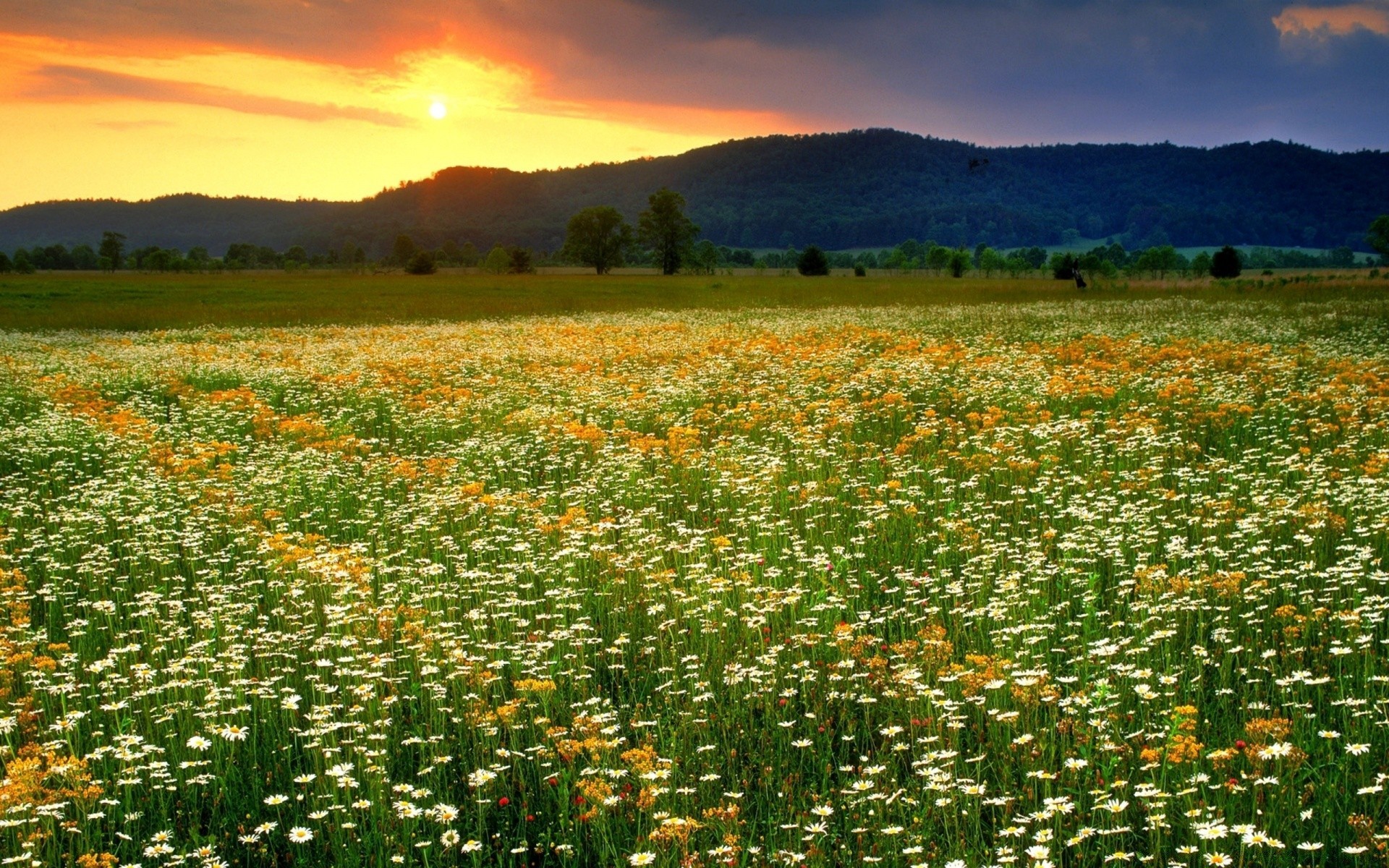 paesaggio fiore campo fieno natura paesaggio flora all aperto rurale agricoltura estate erba fattoria stagione papavero bel tempo pascolo cielo sole idillio