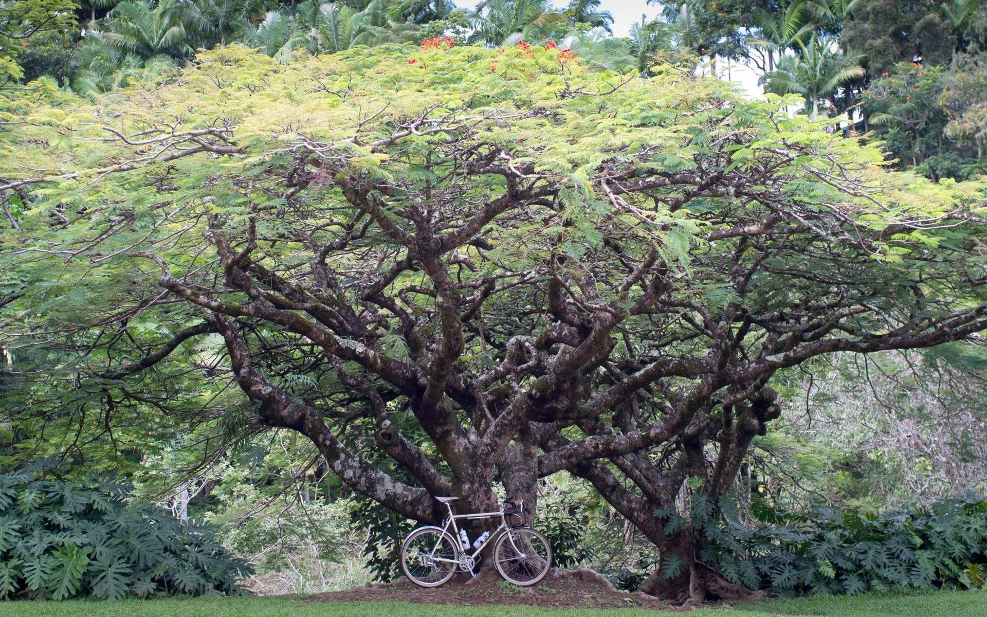 manzara ağaç doğa ahşap yaprak manzara flora park şube çevre sezon yaz açık havada çimen büyüme doğal güzel gövde manzara