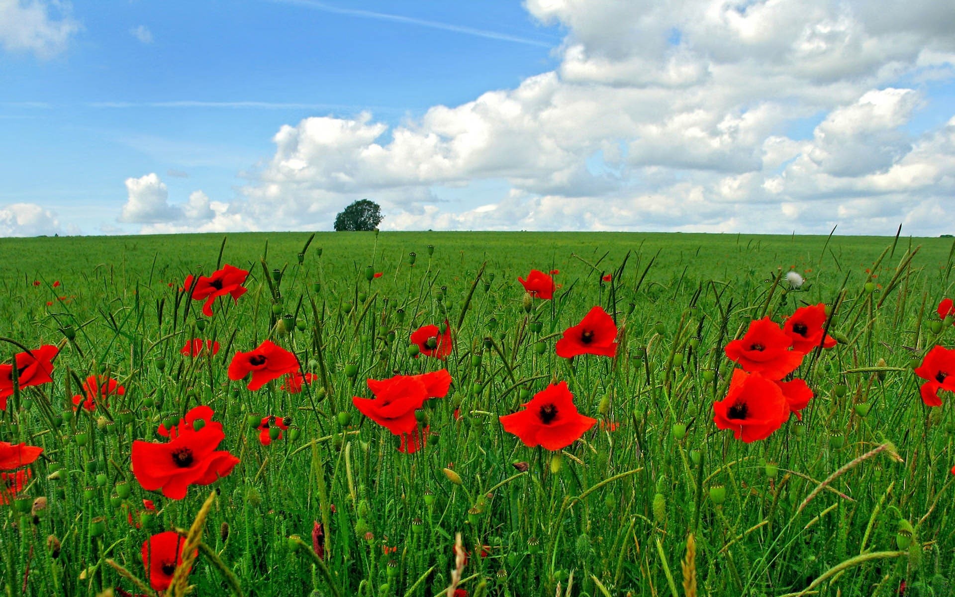 paesaggio poppy campo fieno fiore erba estate natura rurale flora crescita agricoltura all aperto campagna stagione paesaggio fattoria luminoso colore ambiente