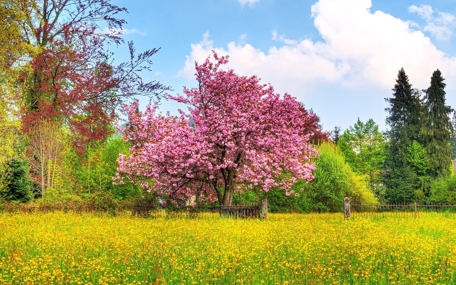 paysage arbre nature paysage saison en plein air fleur parc été foin herbe flore beau temps feuille champ ensoleillé ciel bleu bois rural branche printemps