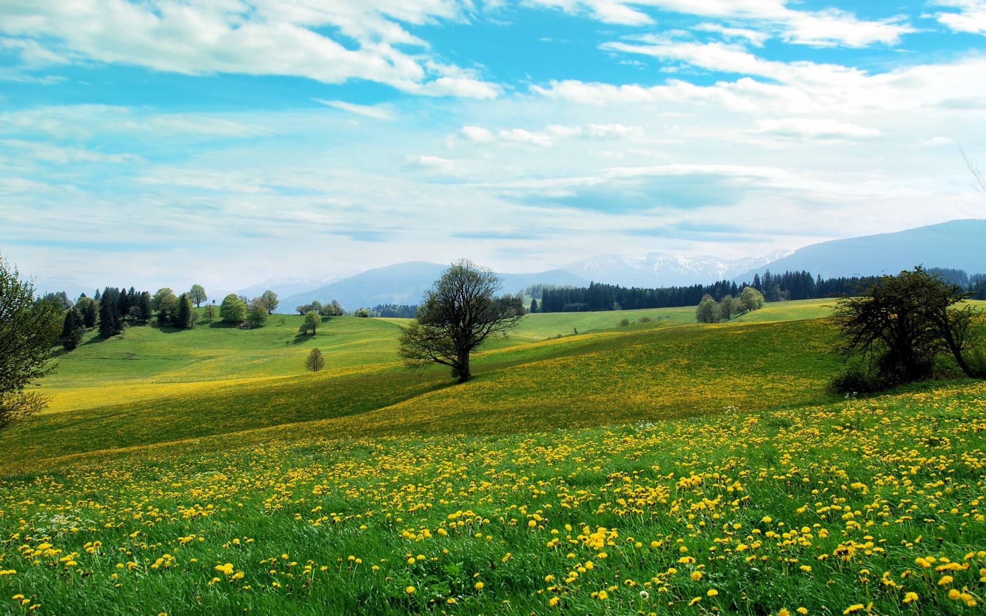 manzara manzara saman biçme makinesi çimen alan kırsal doğa kırsal yaz gökyüzü çiçek açık havada tarım ağaç mera çiftlik flora doğal sezon manzara