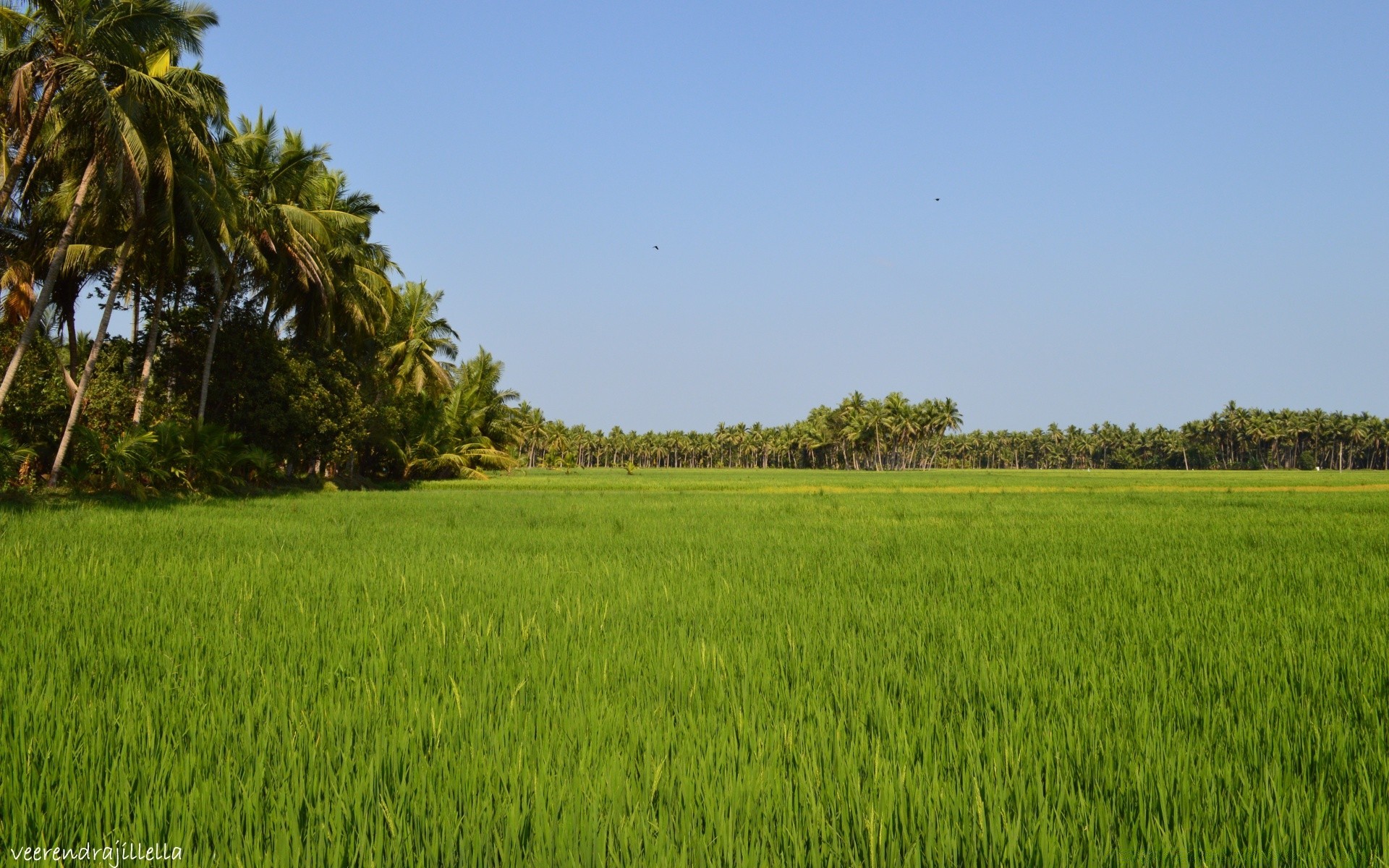 landscapes agriculture landscape rice cereal cropland farm field growth flora crop nature outdoors environment countryside rural tree pasture grass paddy