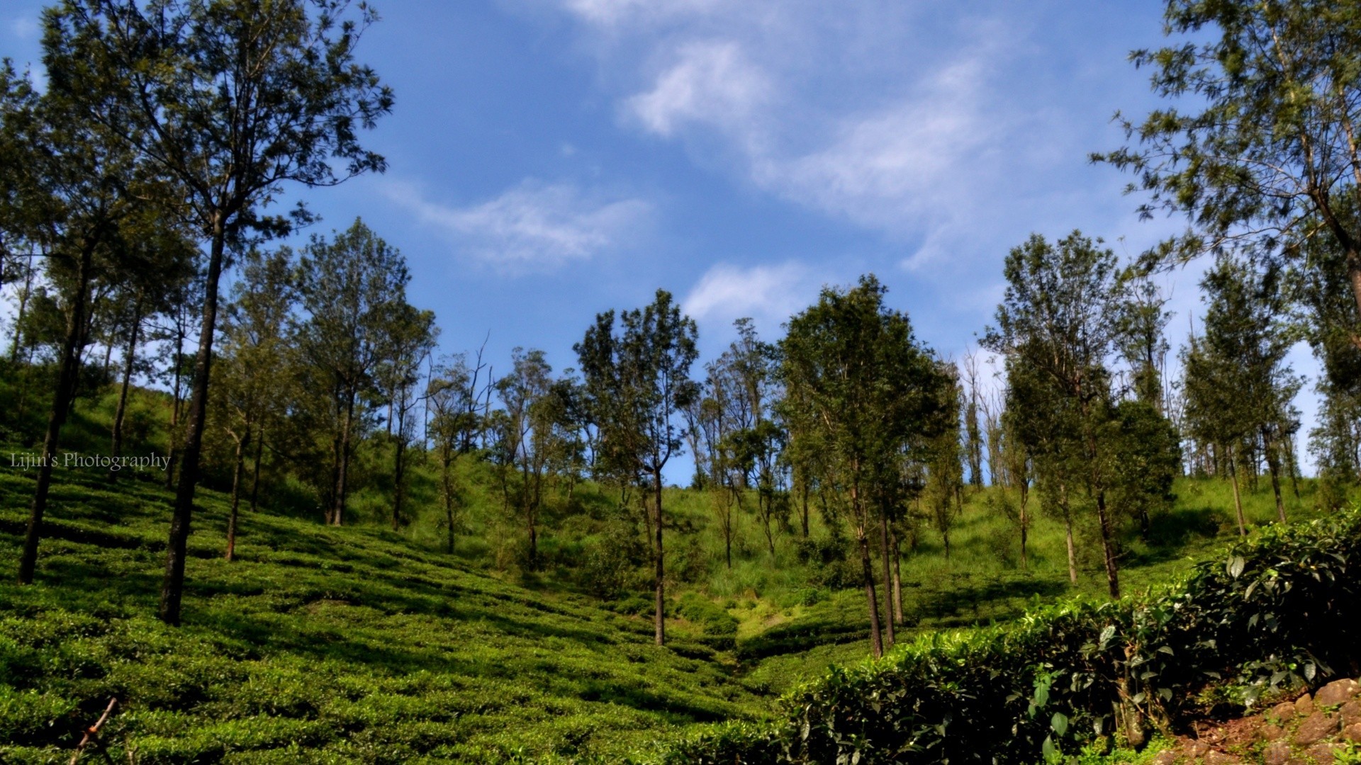 paisagens árvore natureza paisagem madeira ao ar livre grama verão bom tempo rural céu campo folha ambiente sol crescimento flora idílio exuberante