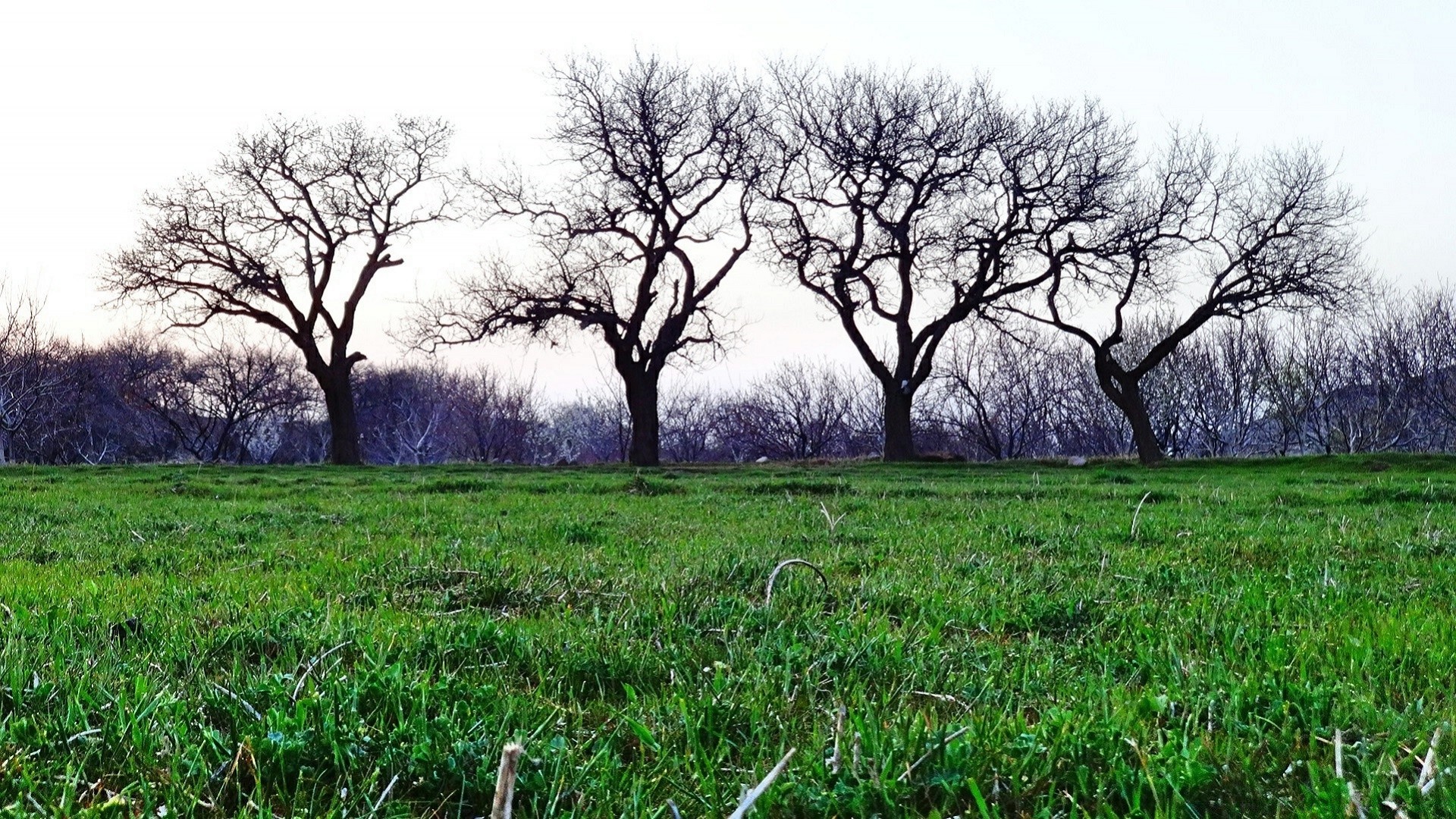 paysage paysage arbre nature herbe environnement chêne bois saison branche foin champ scène flore campagne idylle sol feuille paysage aube scénique