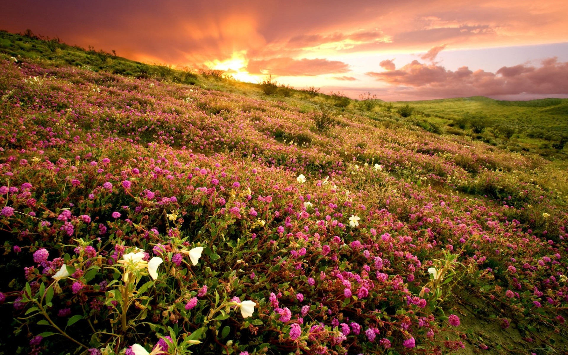 landschaft landschaft natur blume sommer im freien heuhaufen dämmerung feld sonne gutes wetter flora gras weiden spektakel sonnenuntergang landschaftlich berge himmel ländlich