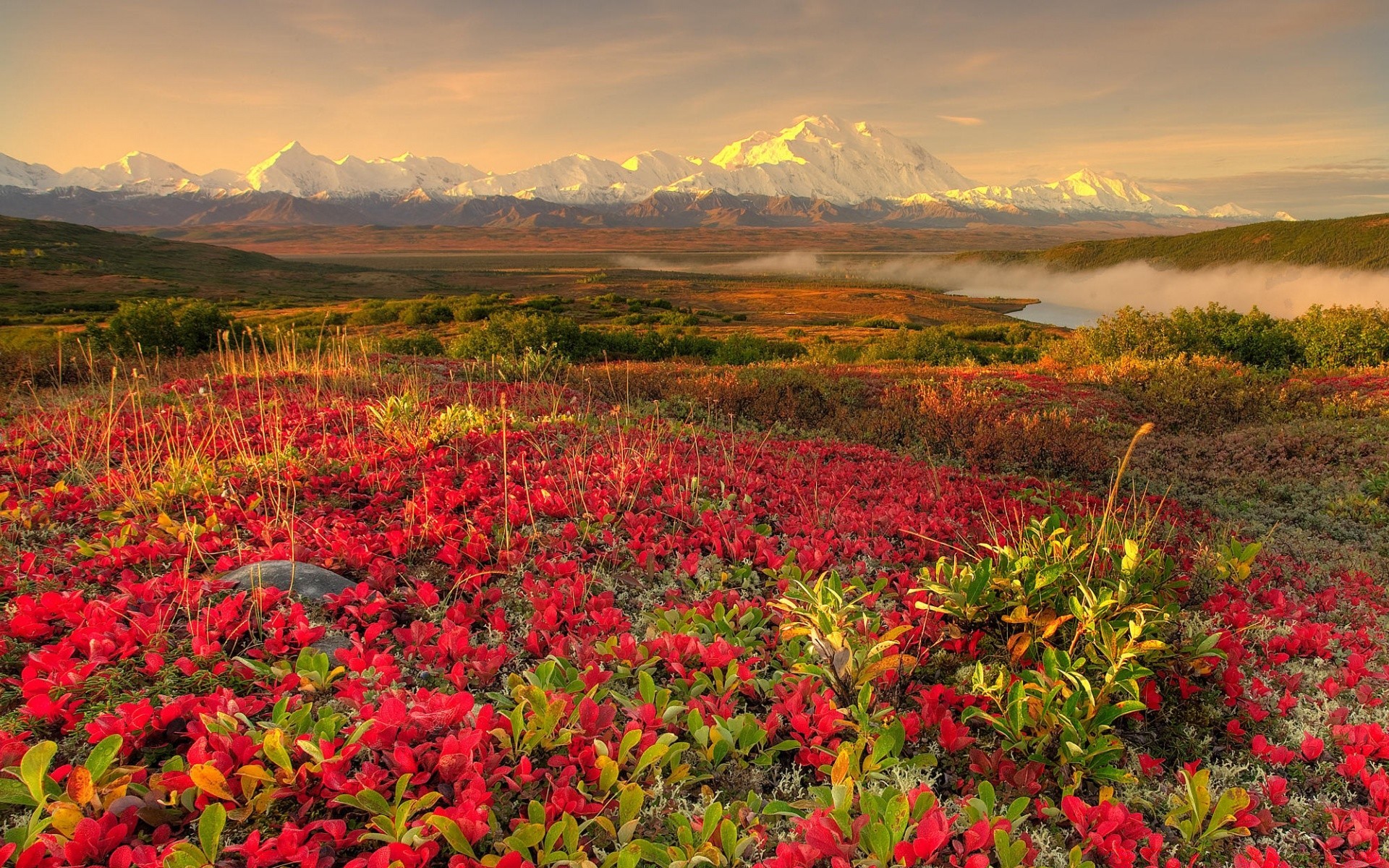 landscapes nature landscape flower field outdoors flora summer leaf rural mountain fair weather season sky scenic hayfield dawn tree