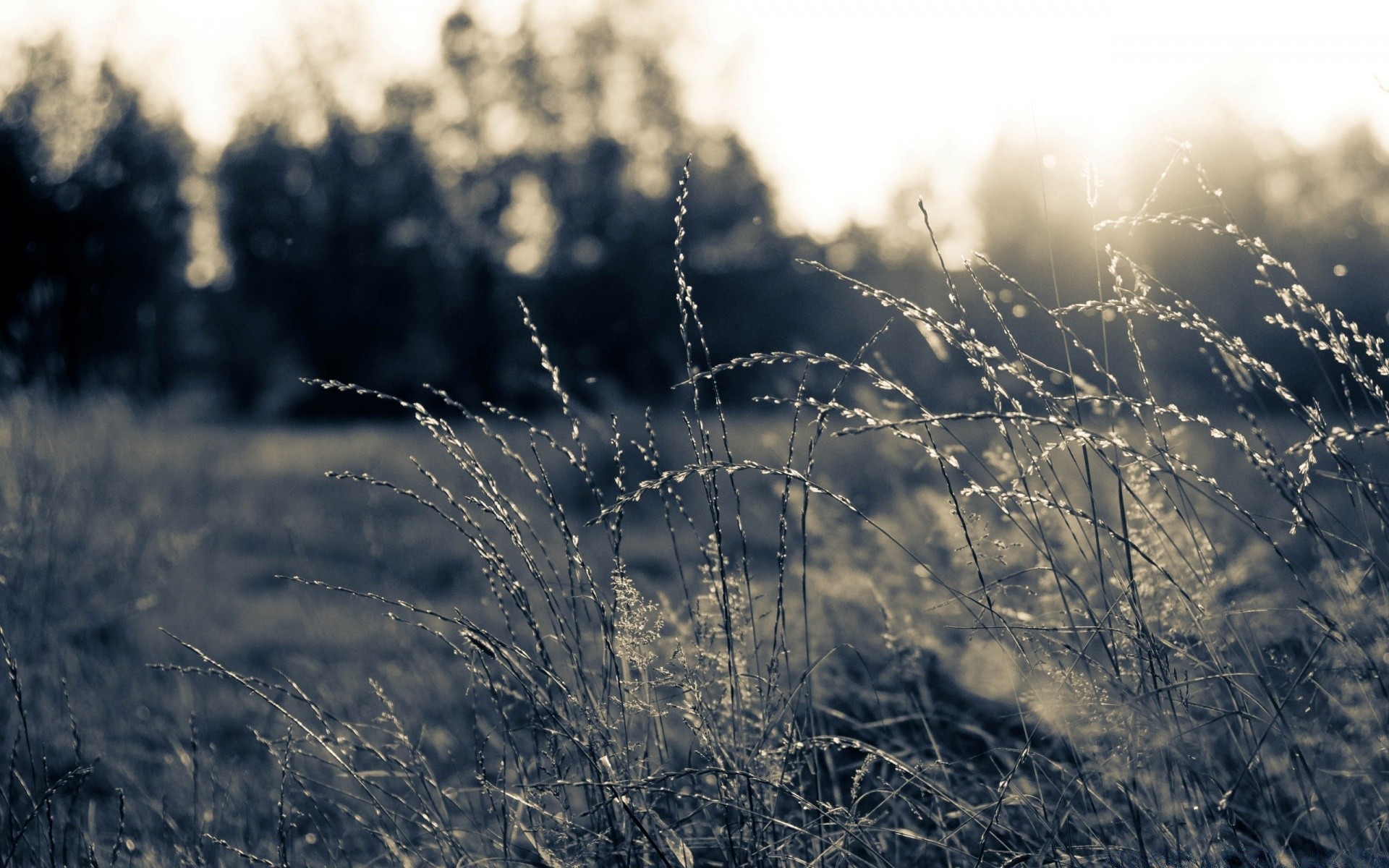 landscapes dawn nature landscape sun monochrome field grass fair weather sunset dof dew sky outdoors summer flower light fall snow flora