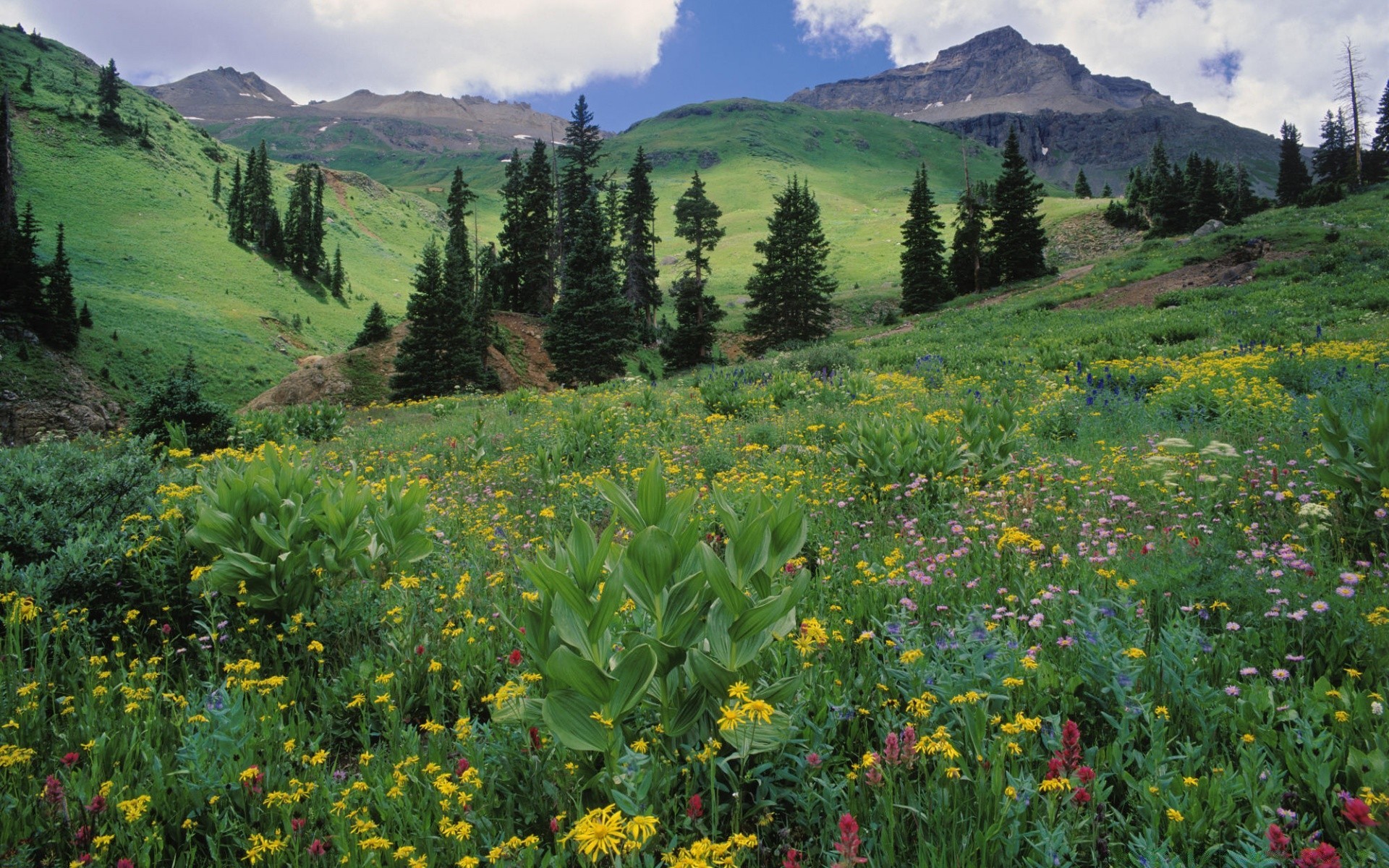 paysage paysage nature montagne fleur en plein air foin été scénique herbe bois voyage bois vue ciel colline rural champ pâturage vallée