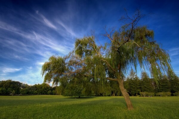 Arbre solitaire au milieu d un champ