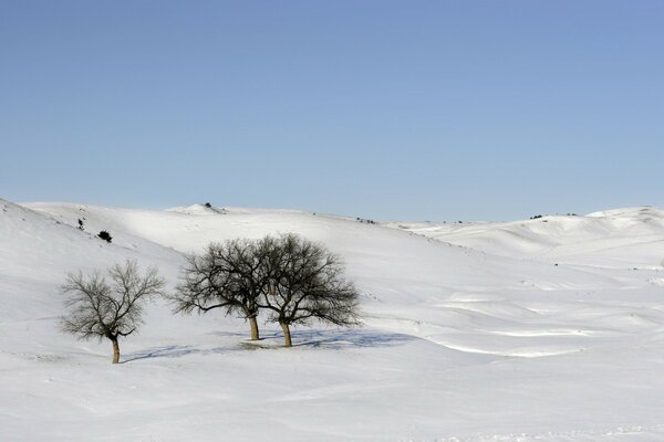 一望无际的白雪复盖的草原上的奥林树
