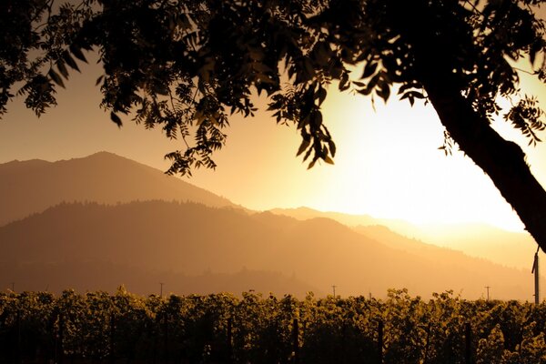 La puesta de sol ilumina las plantaciones en las montañas