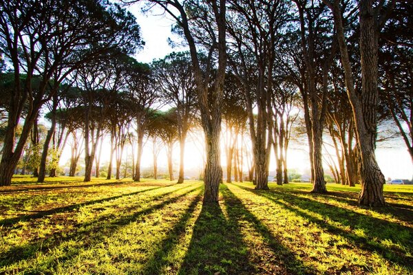 Paysage de la nature de nombreux arbres