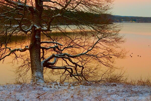 A tree on the shore of a winter lake