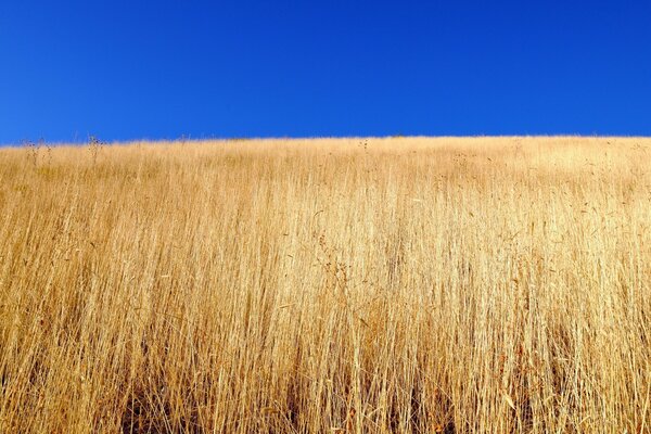 Ready-to-harvest wheat field