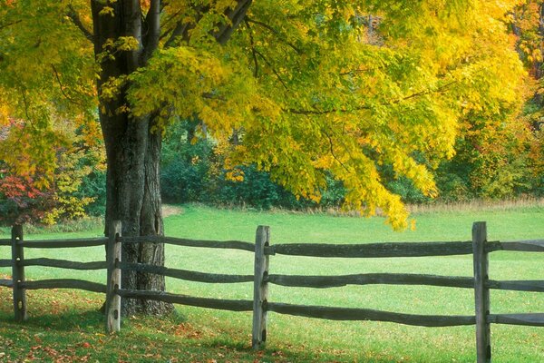 Autumn landscape. A tree by the hedge