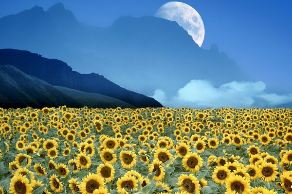 Campo de girasoles. Cielo azul