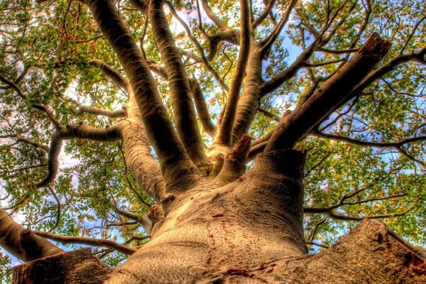 Enorme y antiguo árbol ramificado de abajo hacia arriba