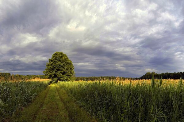 Bewölkter Himmel Feld und in der Mitte ein Baum