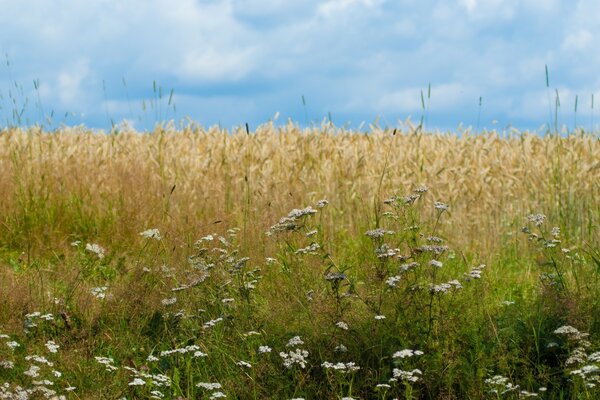 Die Grenze von wild- und heimischen Pflanzen