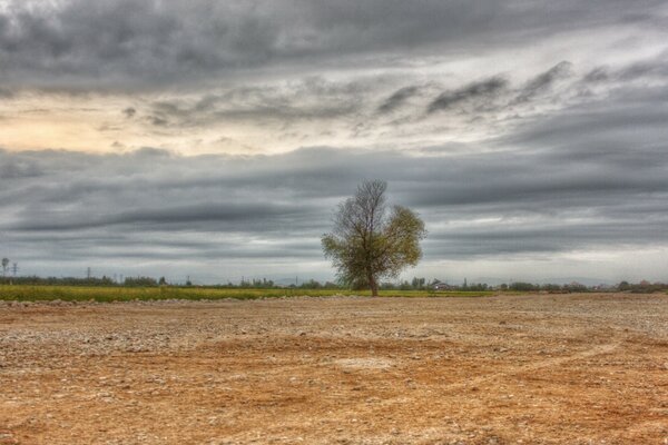 An oasis of life in the middle of a rocky field