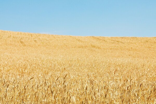 Огромное поле на котором растет пшеница