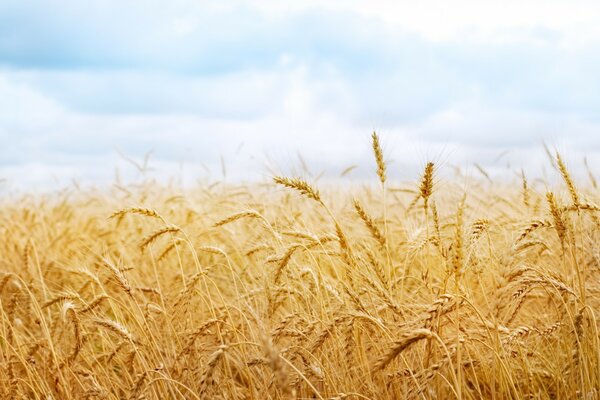 Landschaft mit Weizenflocken