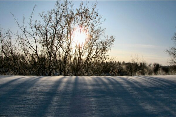 Il sole invernale splende attraverso i rami spogli