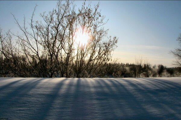 Zimowe słońce świeci przez nagie gałęzie