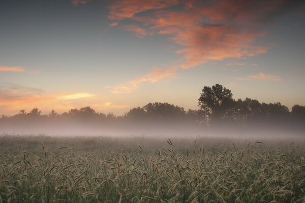 Campo nebuloso ao amanhecer