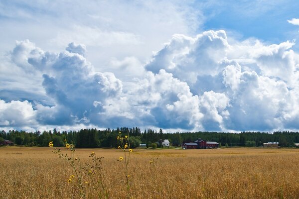 Ciel bleu sur un champ agricole