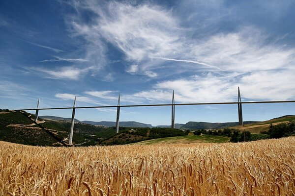 A wheat field aspiring to the sky