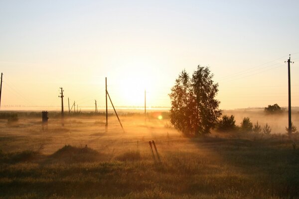 Summer fog over a green meadow