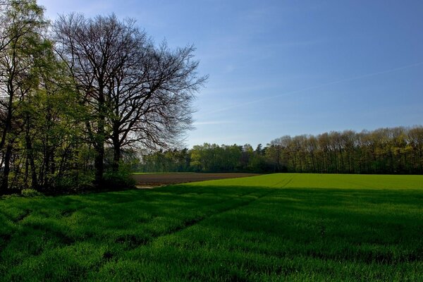 Naturaleza, campo, hierba jugosa rodeada de bosques