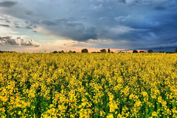 A blooming field against the background of thunderclouds