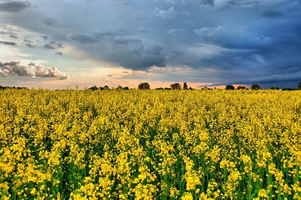 Campo in fiore sullo sfondo di nuvole temporalesche