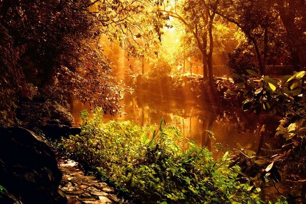 The sun with its rays penetrates through the foliage illuminating the river