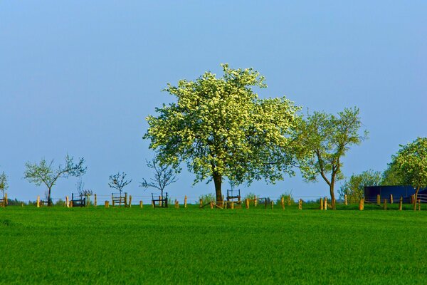 Árbol solitario sobre hierba verde