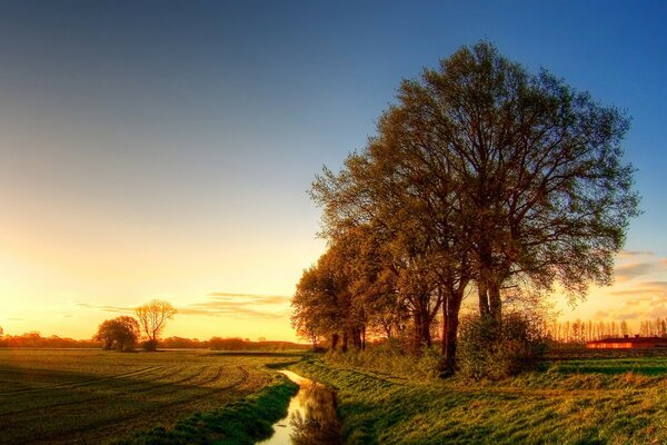 Paesaggio all alba. Gruppo di alberi